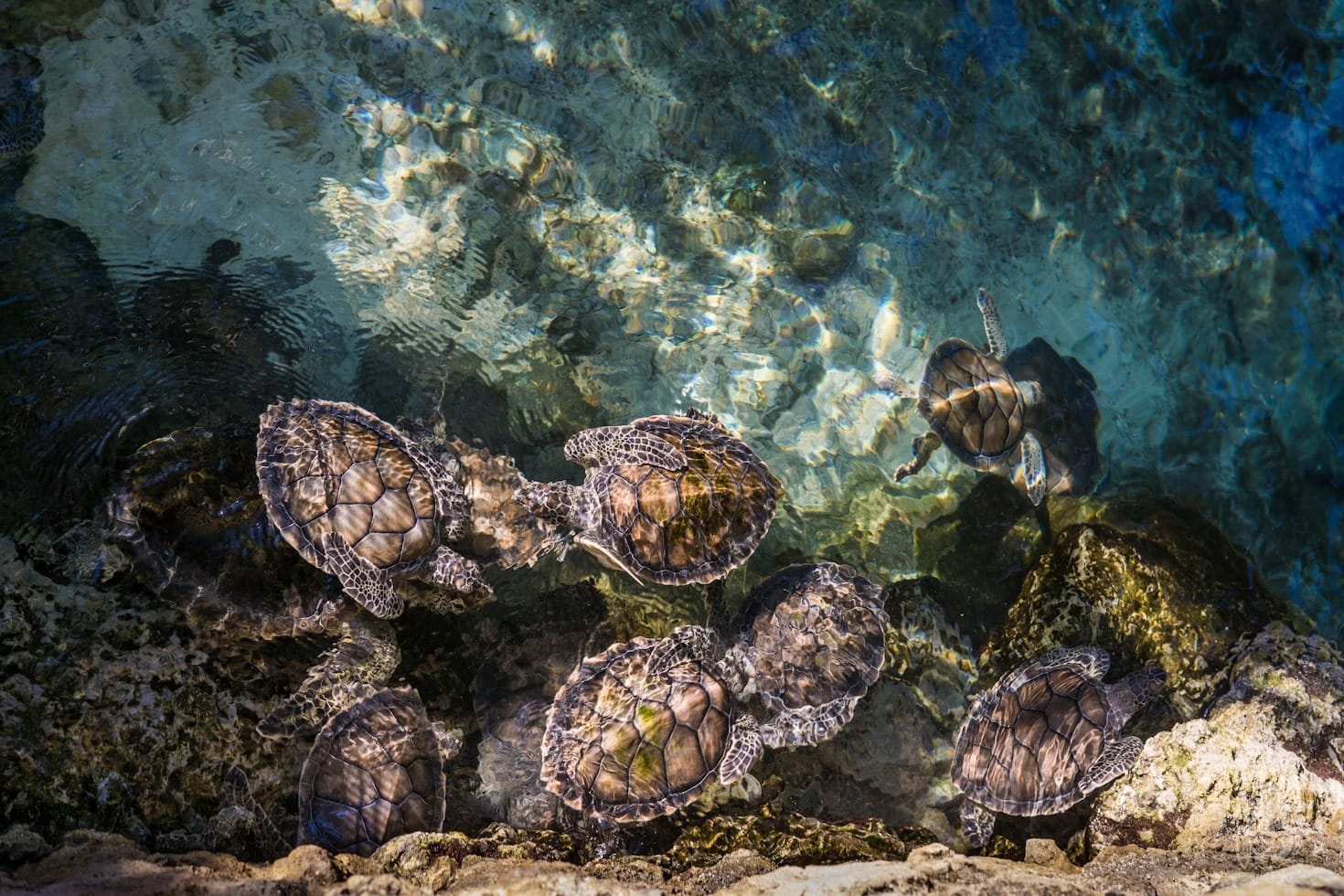 Meet the Host: Evie’s Turtle Fascination