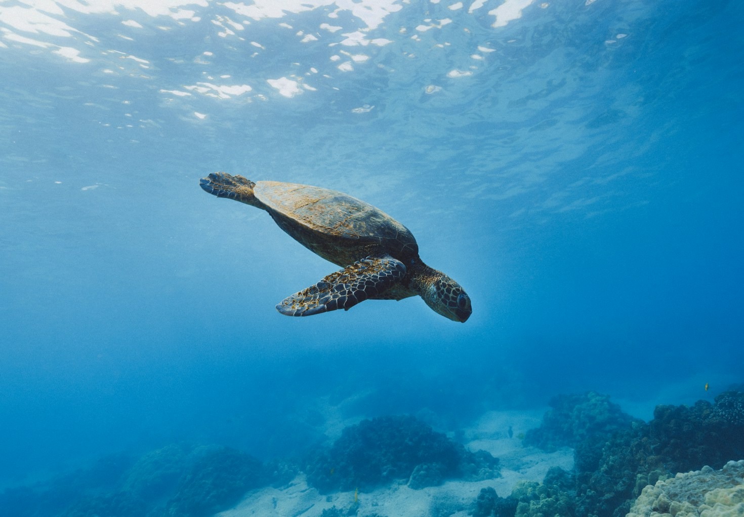 The Journey of Kelpy: A Sea Turtle’s Tale