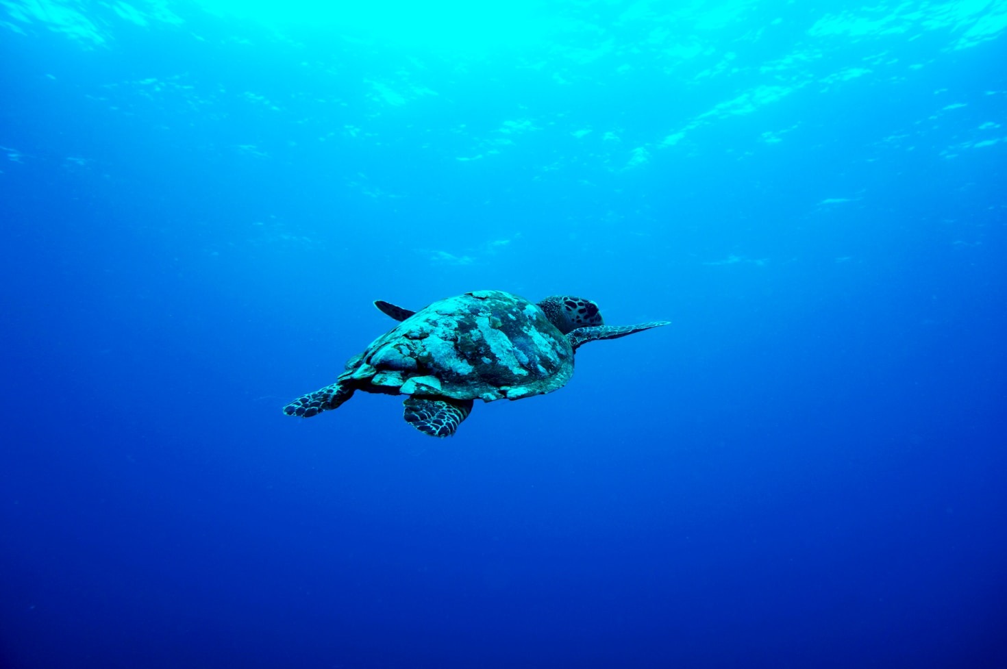 How to Engage Young Listeners with Turtle Tales