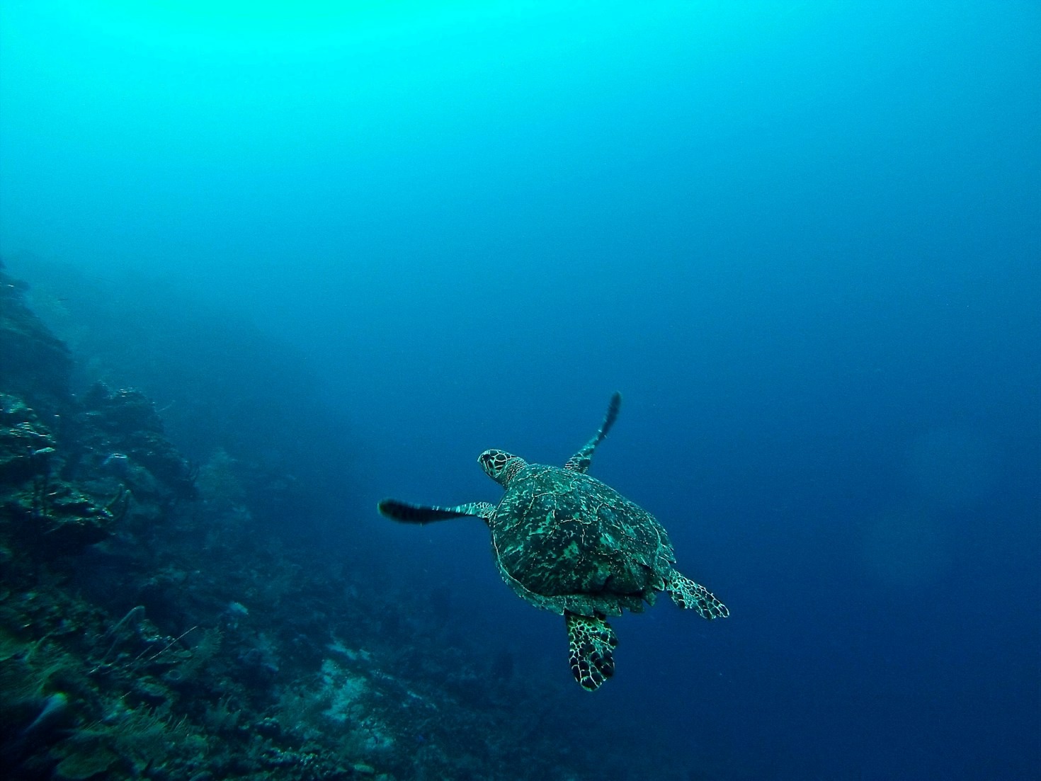 Evie’s Top Tips for Aspiring Turtle Enthusiasts